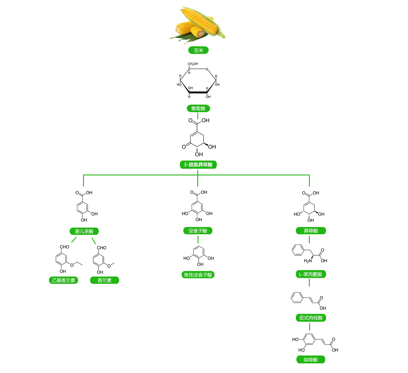 636dd5461fa6b.jpg 芳香族管線.jpg