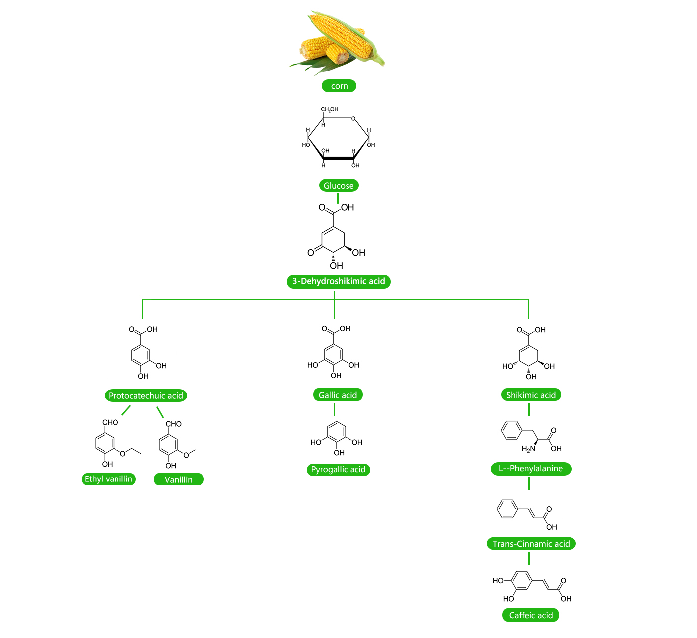 637486518caf7.jpg 芳香族管線英文.jpg